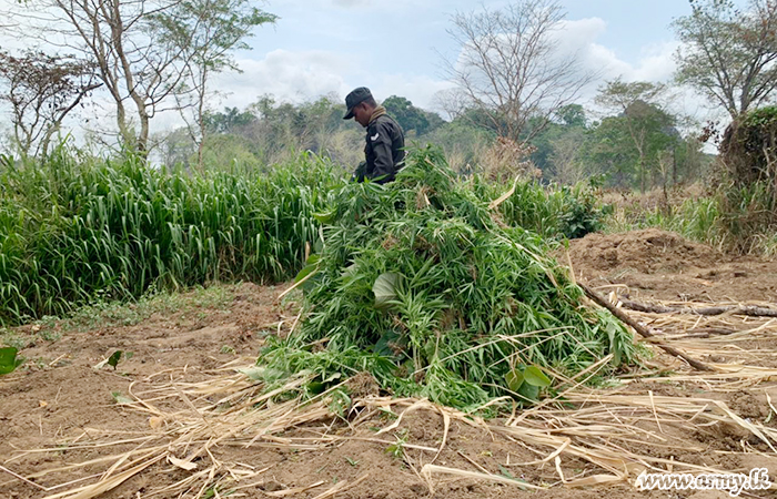 යුද්ධ හමුදා භටපිරිස් විසින් තවත් ගංජා හේනක් වටලයි.