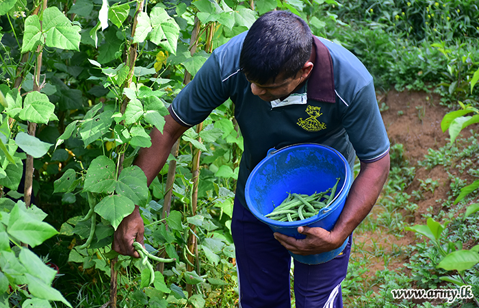 ආරක්‍ෂක සේනා මූලස්ථානය -  මධ්‍යම වෙතින් සාර්ථක බෝංචි වගාවක් 