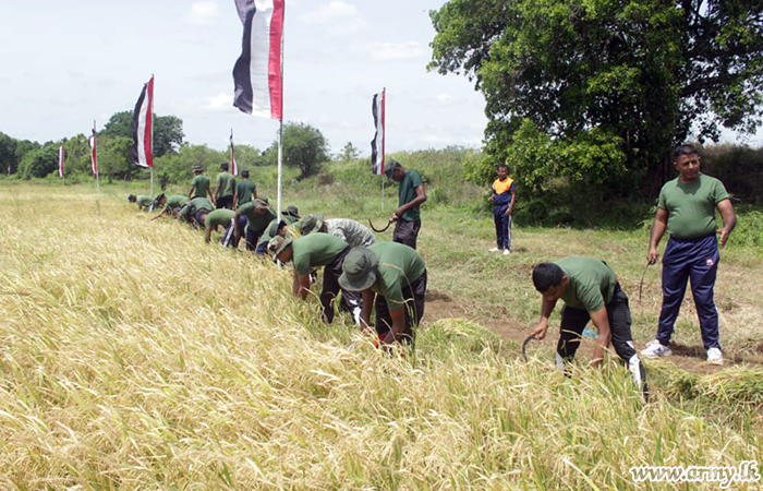 6 SLAC Troops Reap Maiden Paddy Harvest  