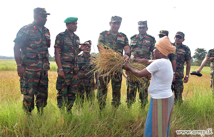 Army-Sown Paddy Harvest Reaped by 23 Division Troops
