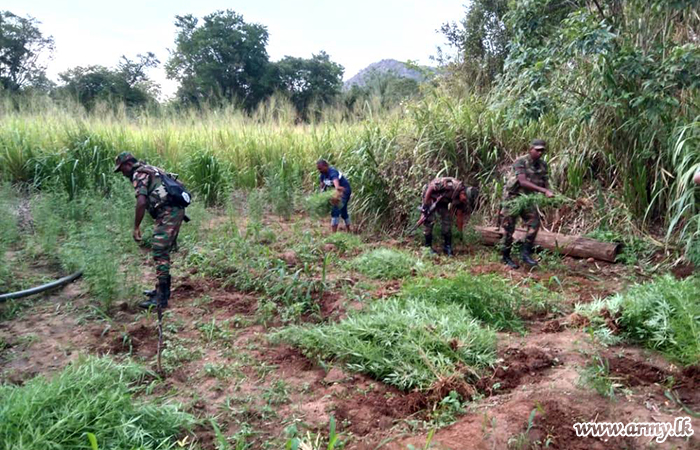 Information Leads to Raid of Cannabis Cultivations