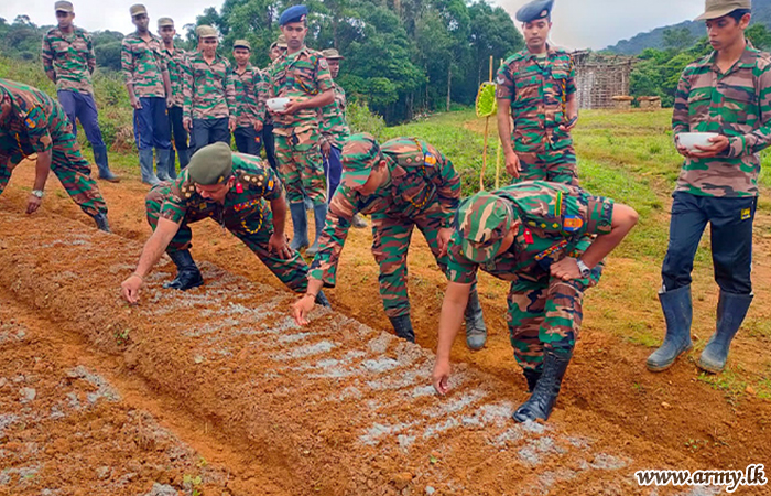 இராணுவத்தினரால் கரட் பயிர் செய்கை திட்டம்