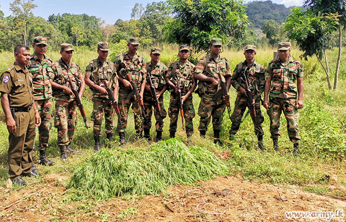 Troops with Policemen Pull Out Cannabis Plants  