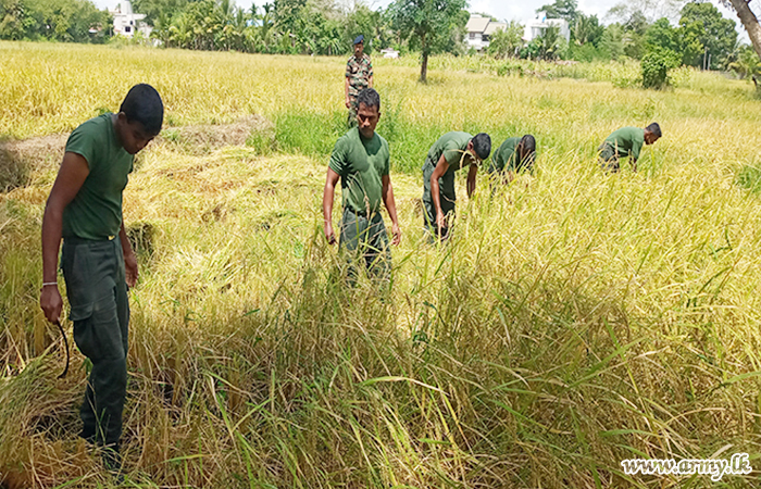 படையினர் அனுராதபுரத்தில் இயற்கை முறையில் நெல் அறுவடை 