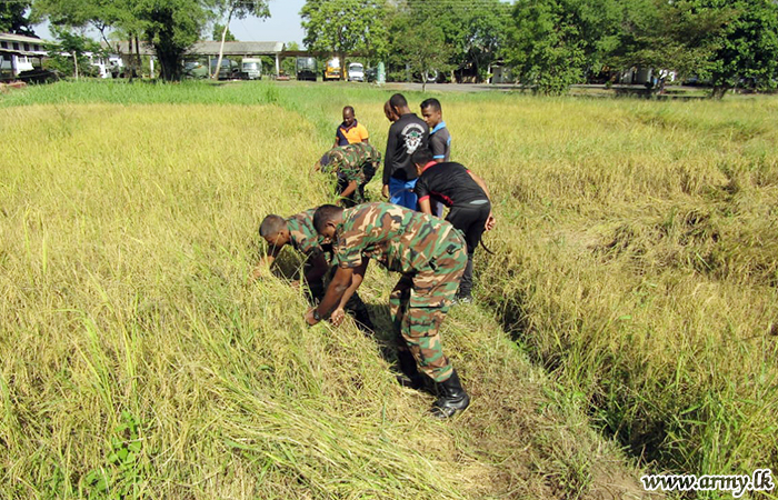 Maduru Oya ATS Collects Its First Paddy Harvest