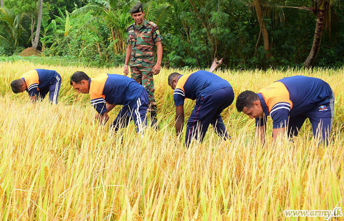 3 වන ශ්‍රී ලංකා යුද්ධ හමුදා යුධෝපකරණ බලකායේ භටපිරිස් විසින් අස්වැද්දූ කුඹුරුවල වී අස්වනු නෙලාගනී