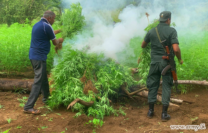 12 Division Troops Raid Large Cannabis Cultivation