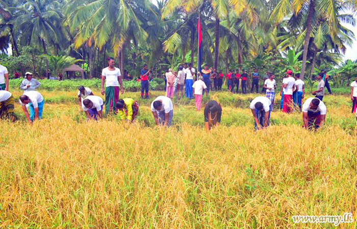 2 වන ශ්‍රී ලංකා යුද්ධ හමුදා පොලිස් හේවා බලකායේ භටපිරිස් විසින් අස්වද්දන ලද කුඹුරුවල වී අස්වනු නෙලාගනී 