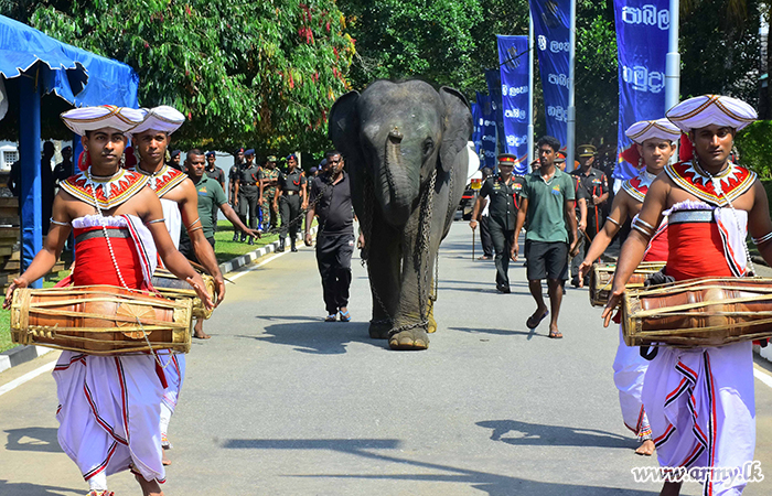 SLLI’s New Regimental Mascot, ‘Kandula IX’ Arrives at Regimental HQ