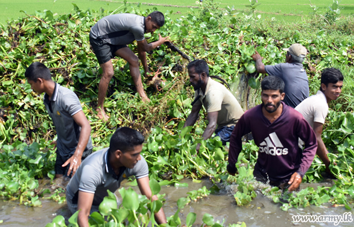 හෙක්ටයාර් 600 ක පමණ පුරන් කුඹුරු අස්වැද්දීමට යුද්ධ හමුදාව පෙරමුණ ගනී