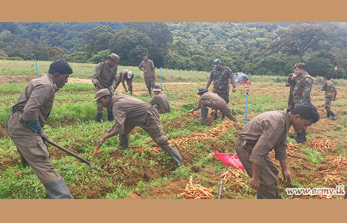 දිවයින පුරා පිහිටි යුද්ධ හමුදා ගොවිපලවල එළවළු සහ වී අස්වැන්න නෙලීම ආරම්භ කරයි