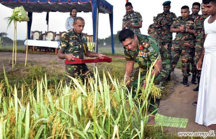 23 වන පාබල සේනාංකයේ භටපිරිස් ‘මහ’ කන්නයේ වී අස්වැන්න නෙළා ගනී