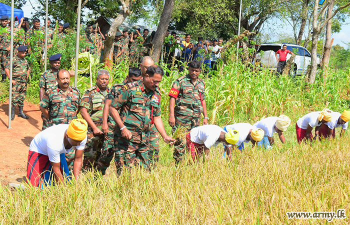 Island-wide Troops Begin to Reap their Paddy Harvest
