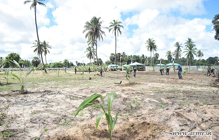 1335 More Coconut Saplings Distributed in Mullaittivu 