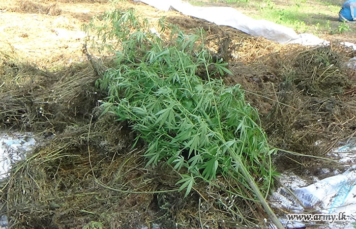 Police Seized Cannabis Following a Tip from Military Intelligence