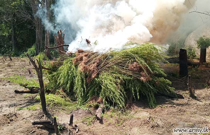 යුද්ධ හමුදා සන්නද්ධ බුද්ධි බලකායේ තොරතුරකට අනුව විශේෂ කාර්ය බලකායේ නිලධාරීන් ගංජා හේනක් වටලයි