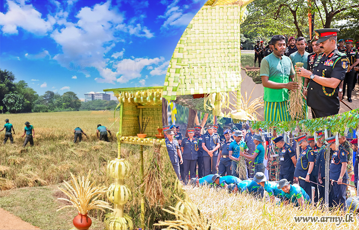 Commander Joins Reaping Ceremony of Golden Harvest Near Army HQ