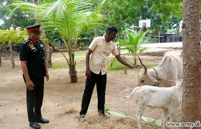 11 வது (தொ) இலங்கை சிங்கப் படையணி படையினரால் மட்டக்களப்பு விவசாயிகளுக்கு கறவை மாடு