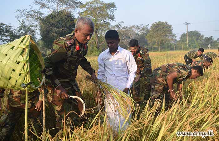 இலங்கை இராணுவம் 6 ஏக்கர்  நிலத்தில் நெல் அறுவடை 