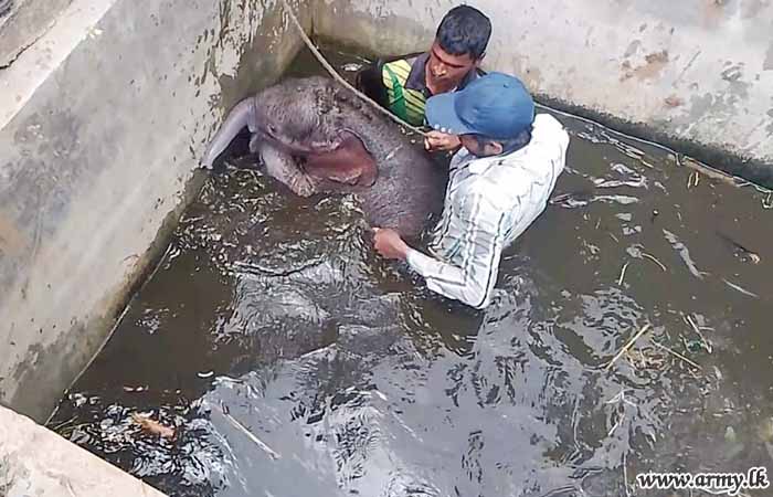 Troops of 12 Infantry Division Rescue a Baby Elephant from Pit in Hambantota