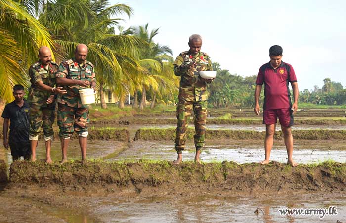 56 Infantry Division Troops Aswaddumize Paddy in 'Yala' Season