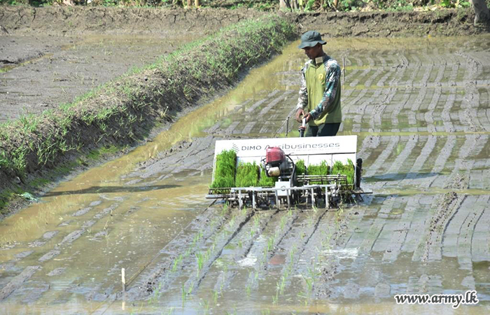 Cultivation of 8.5-Acre Paddy Field near Army Headquarters