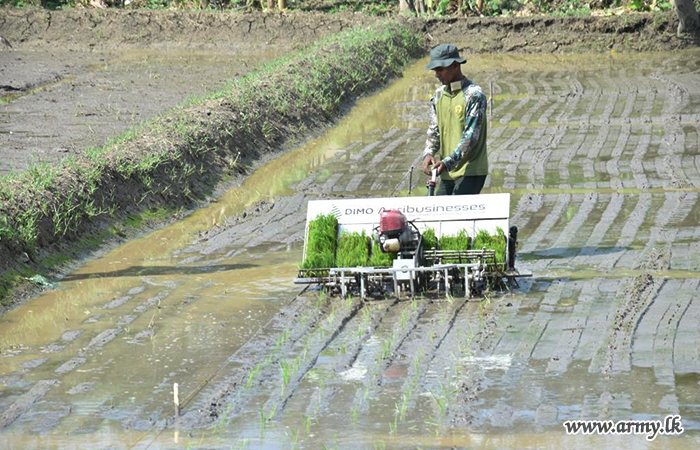 යුද්ධ හමුදා මූලස්ථානය අසළ අක්කර 8.5 ක කුඹුරු යාය අස්වද්දයි