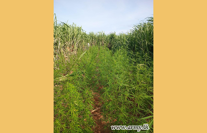 12 Infantry Division Assisted to Seize Illegally Grown Cannabis at Monaragala