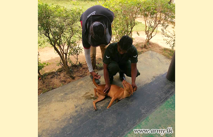 Vaccination Campaign Reduces Rabies Risk at 232 Infantry Brigade Headquarters