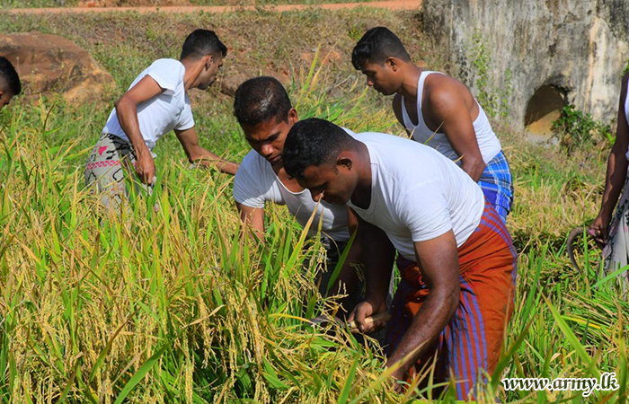 ශ්‍රී ලංකා යාන්ත්‍රික පාබල රෙජිමේන්තුව චාරිත්‍රානුකූලව වී අස්වනු නෙළීම අරඹයි