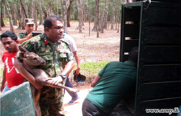Troops Save Life of Baby Sambur Attacked by Dogs in Theruvil Forest