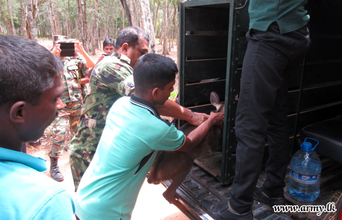 භට පිරිස් ගෝන පැටියෙකුගේ ජීවිතය බේරාගනී