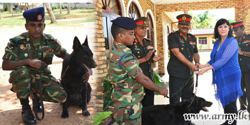 Mine Detection Dog, Zira Having Cleared Minefields Flies Back Home  