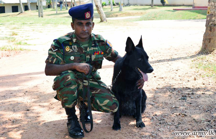 Mine Detection Dog, Zira Having Cleared Minefields Flies Back Home  